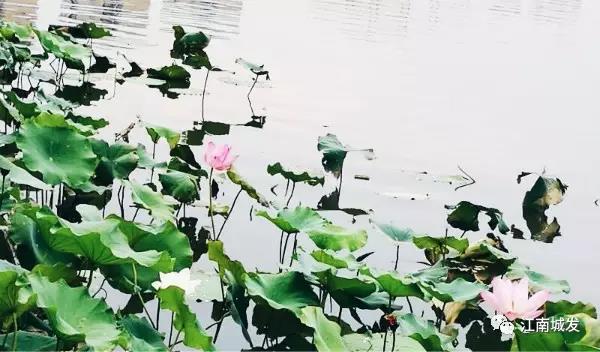 江南荷葉、蓮花